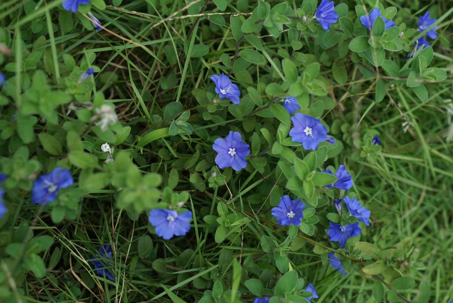 Zwergmorgenlilienstrauch mit blauen Blüten, umgeben von kleinen ovalen Blättern