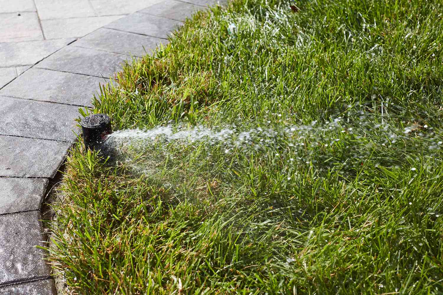 Rasensprenger sprüht Wasser auf Gras neben grauen Gehwegplatten