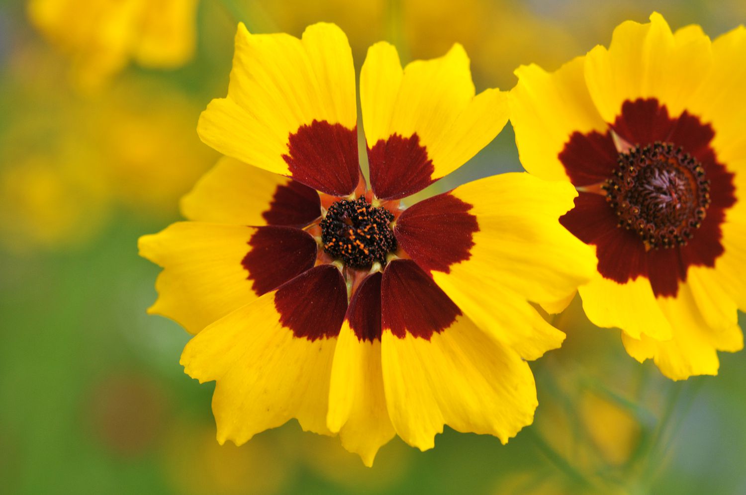 Calliopsis Wildblume mit gelben und roten Blütenblättern in Nahaufnahme