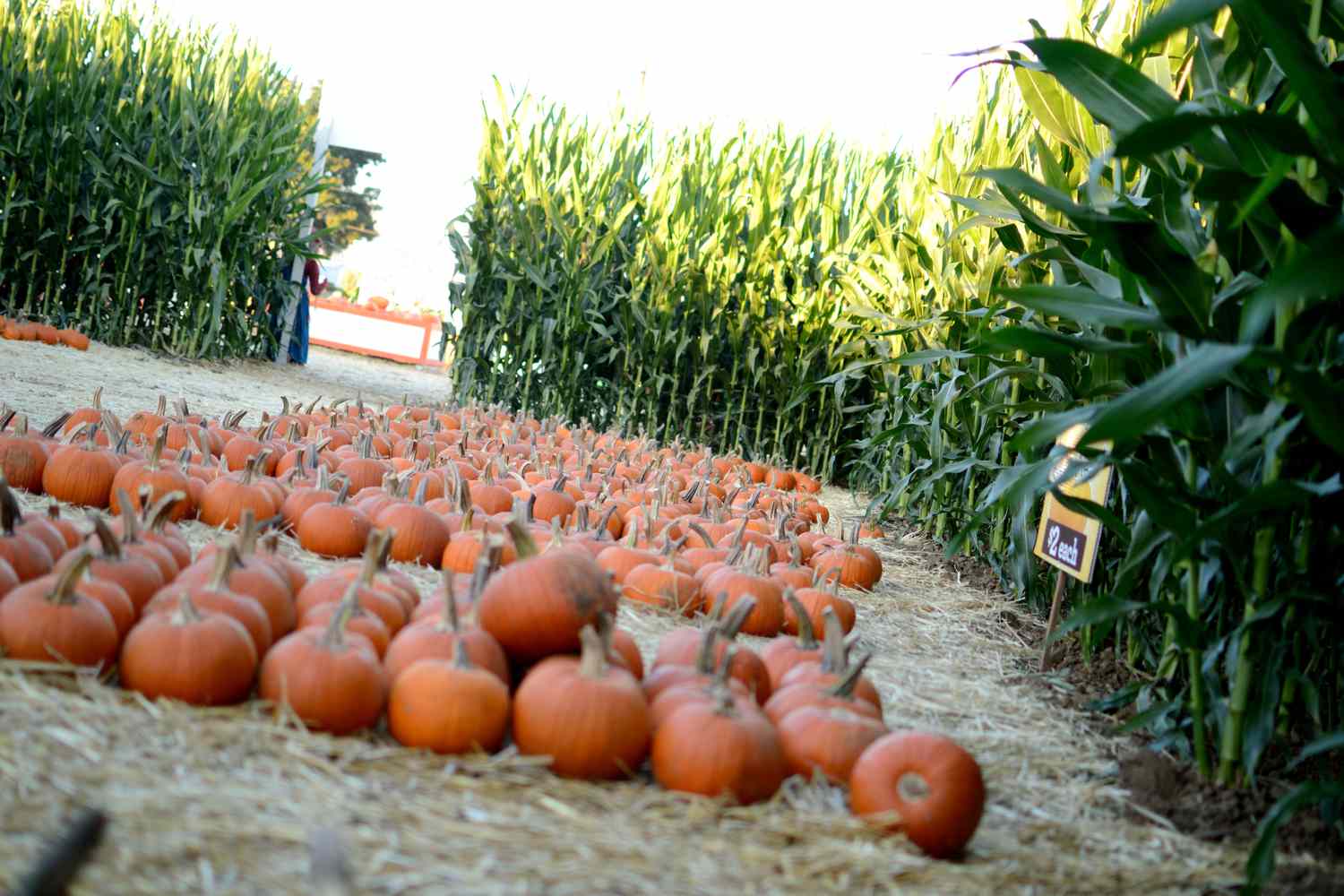 A pumpkin patch inside of a corn maze