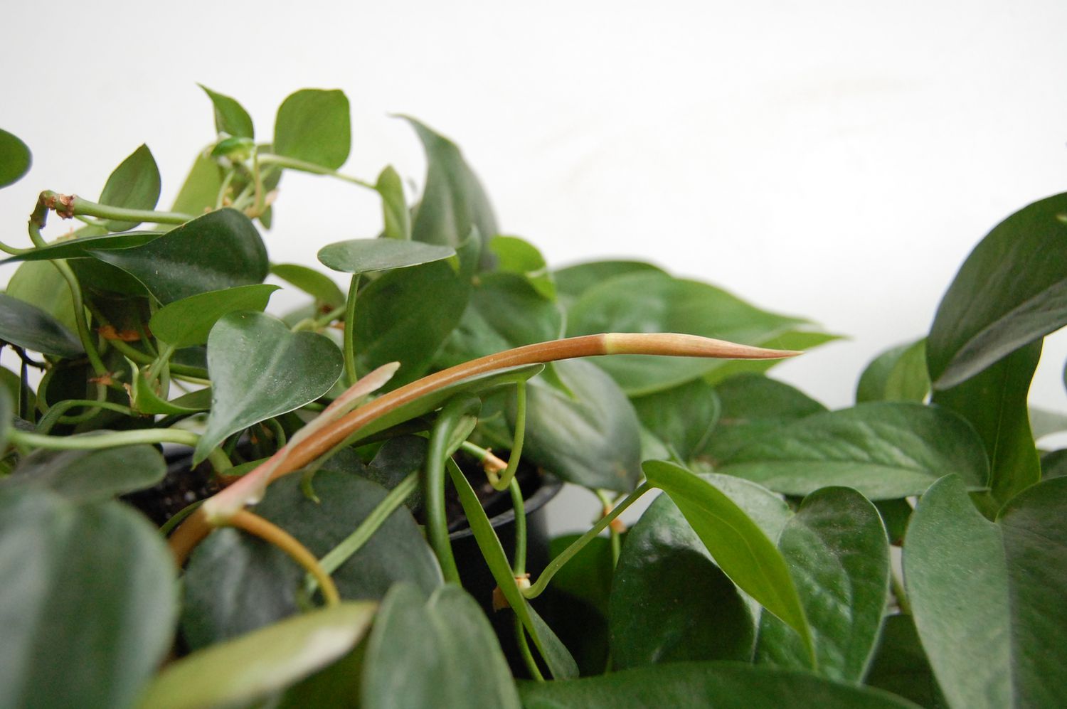 A close up shot of a new pothos leaf emerging from a cataphyl.