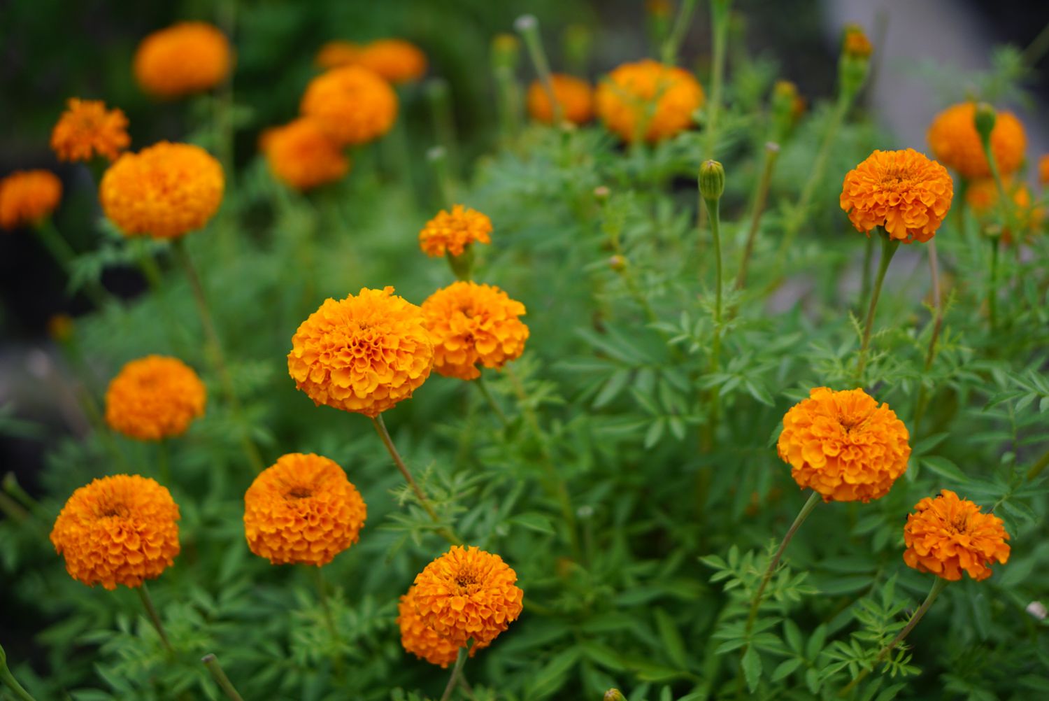 Mexikanischer Ringelblumenstrauch mit orangen Blüten