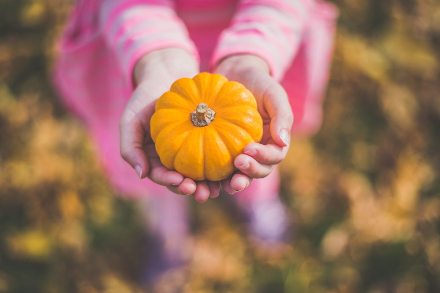 child holding a small pumpkin