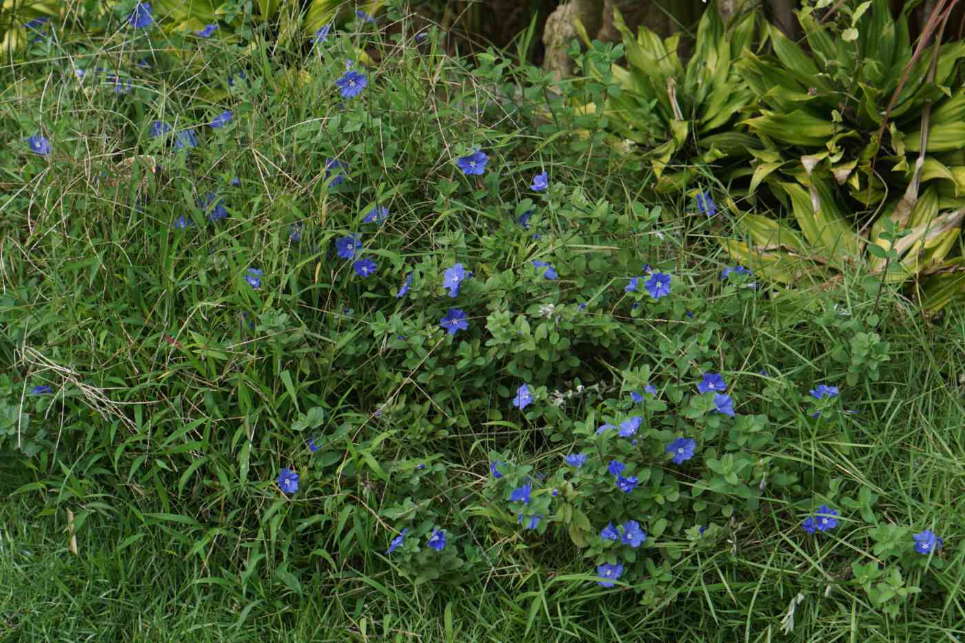 Zwergmorgenlilienstrauch mit kleinen blauen Blüten und dichten ovalen Blättern