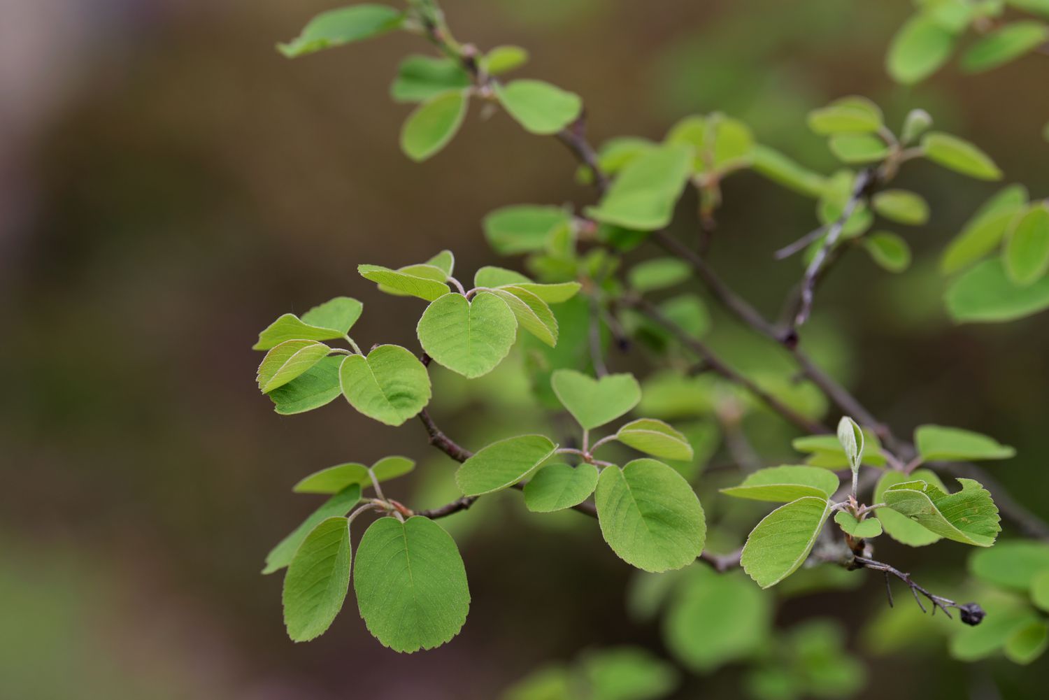 Saskatoon serviceberry tree branches with oval-shaped bright green leaves closeup