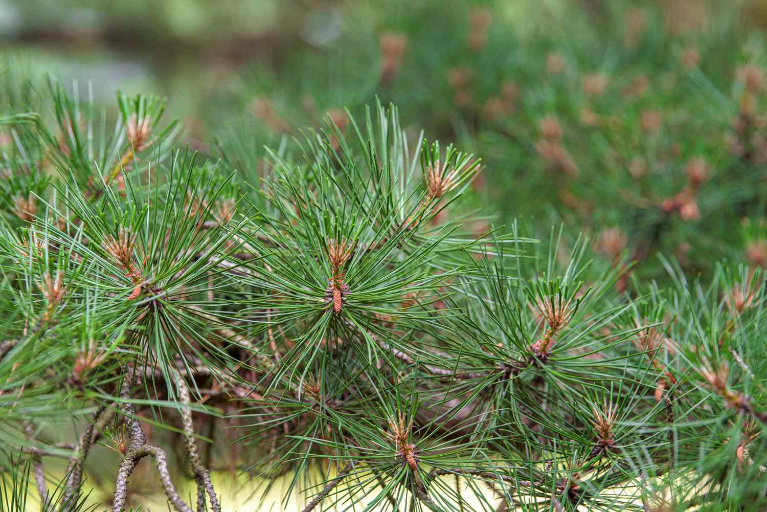 Pitch pine tree branches with long dark green needles closeup