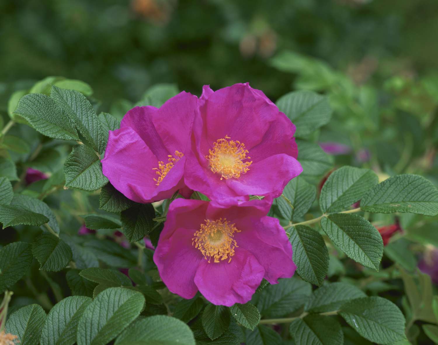 Nahaufnahme von Rugosa-Rosen