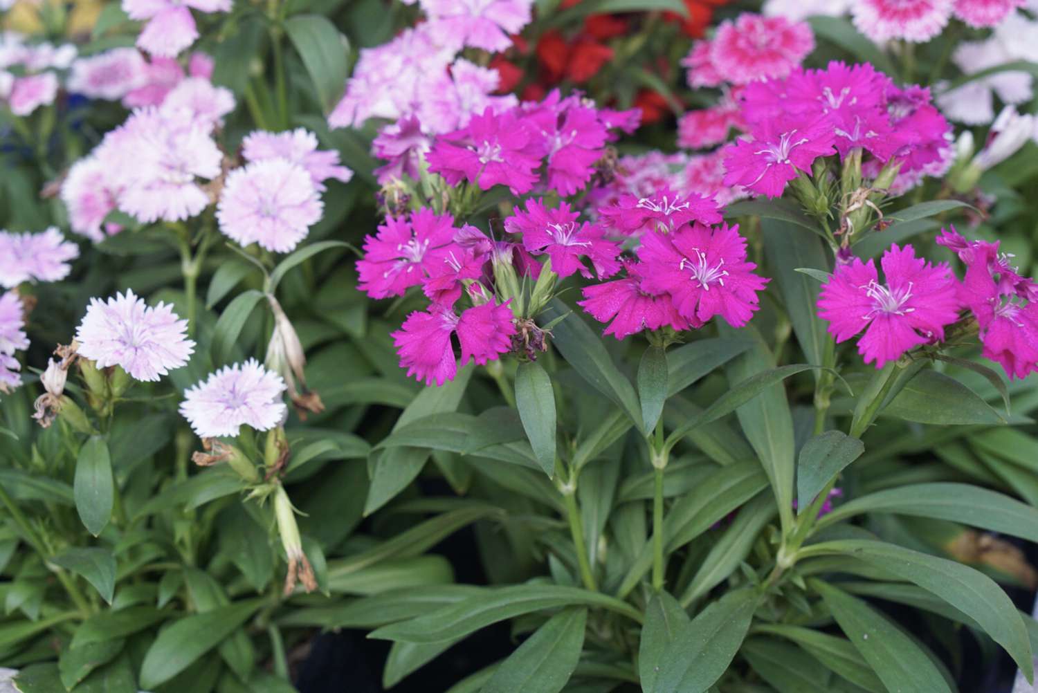 Como cultivar e cuidar do Sweet William