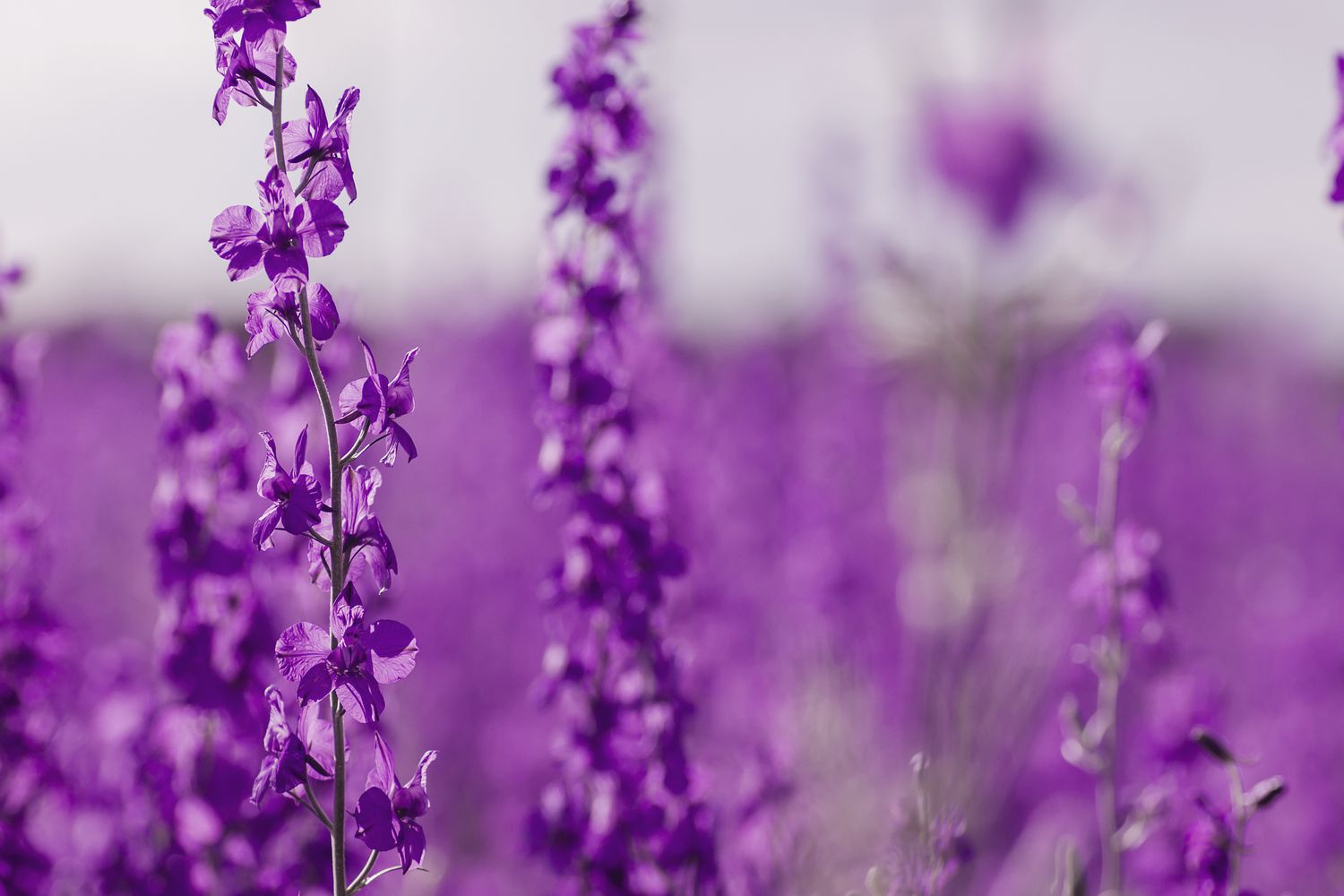 Consolida ajacis purple flowers