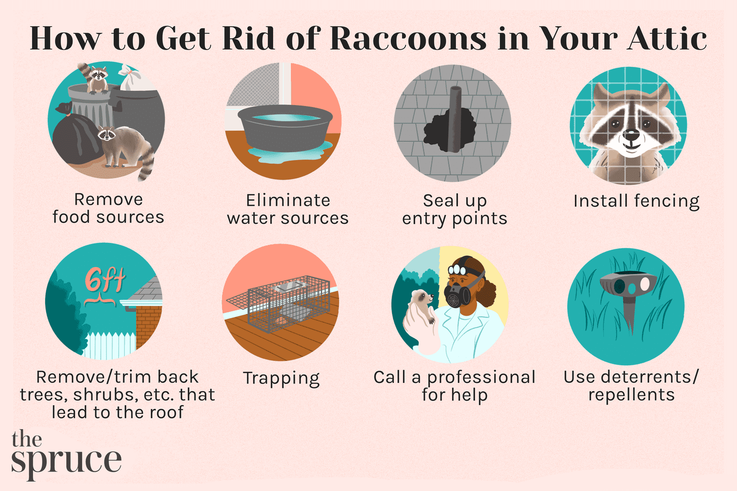 Comment se débarrasser des ratons laveurs dans votre grenier : Un guide complet