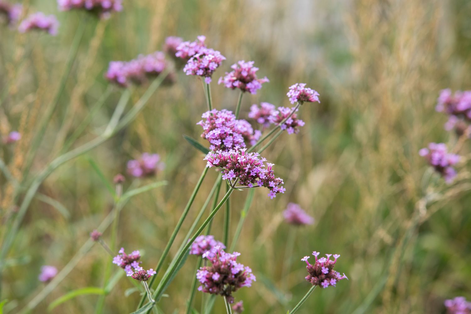 tall verbena