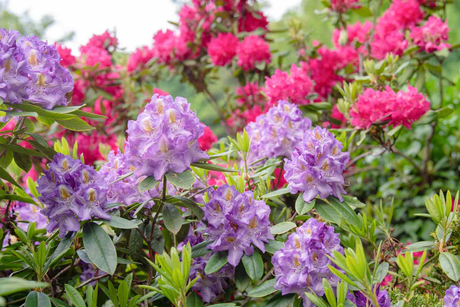 Azaléias e arbustos de rododendros com cachos de flores roxas e rosas