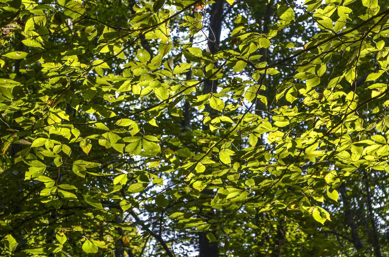 Gelbgrüne Blätter an einer schlüpfrigen Ulme