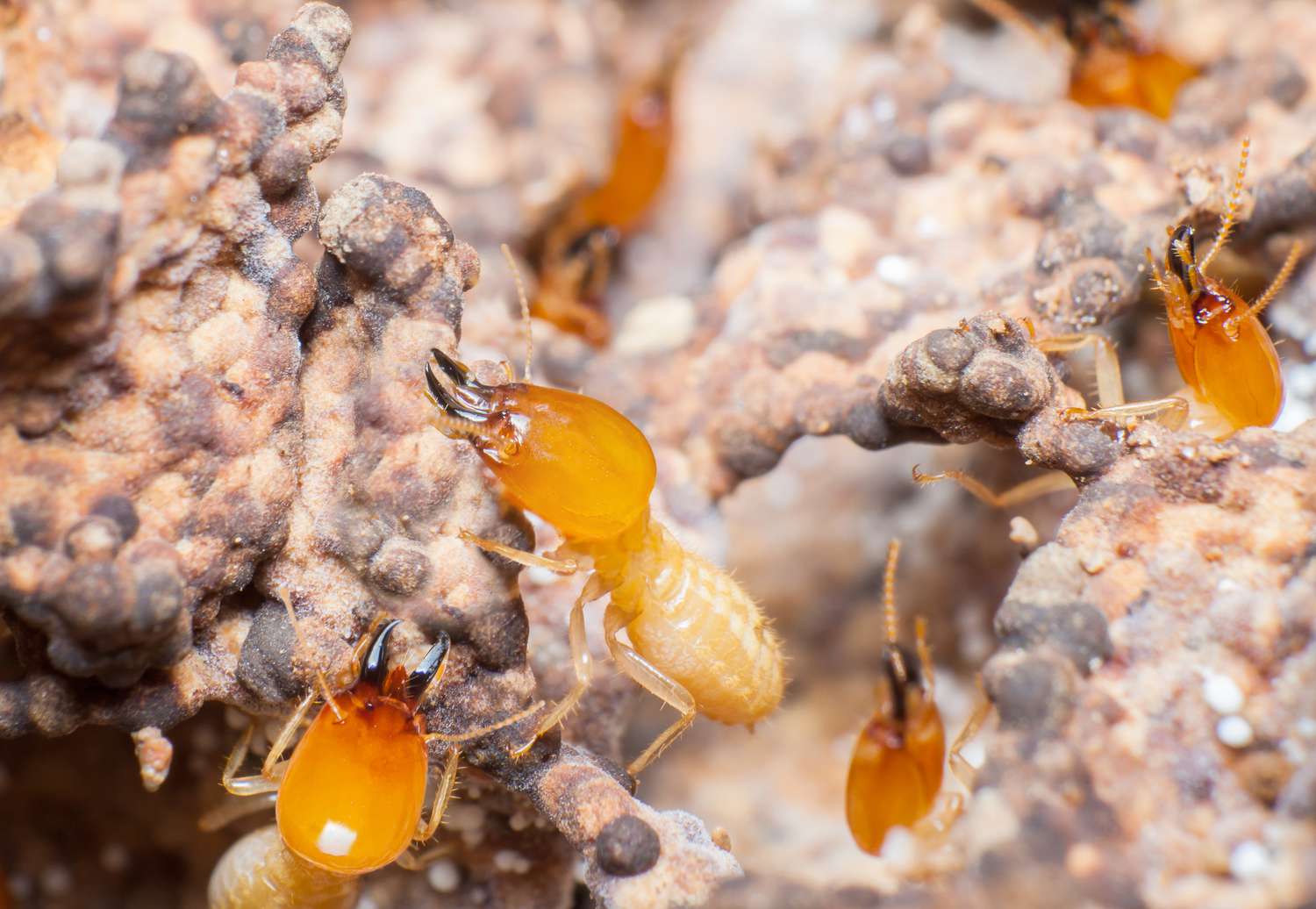 Primer plano de plagas de termitas.