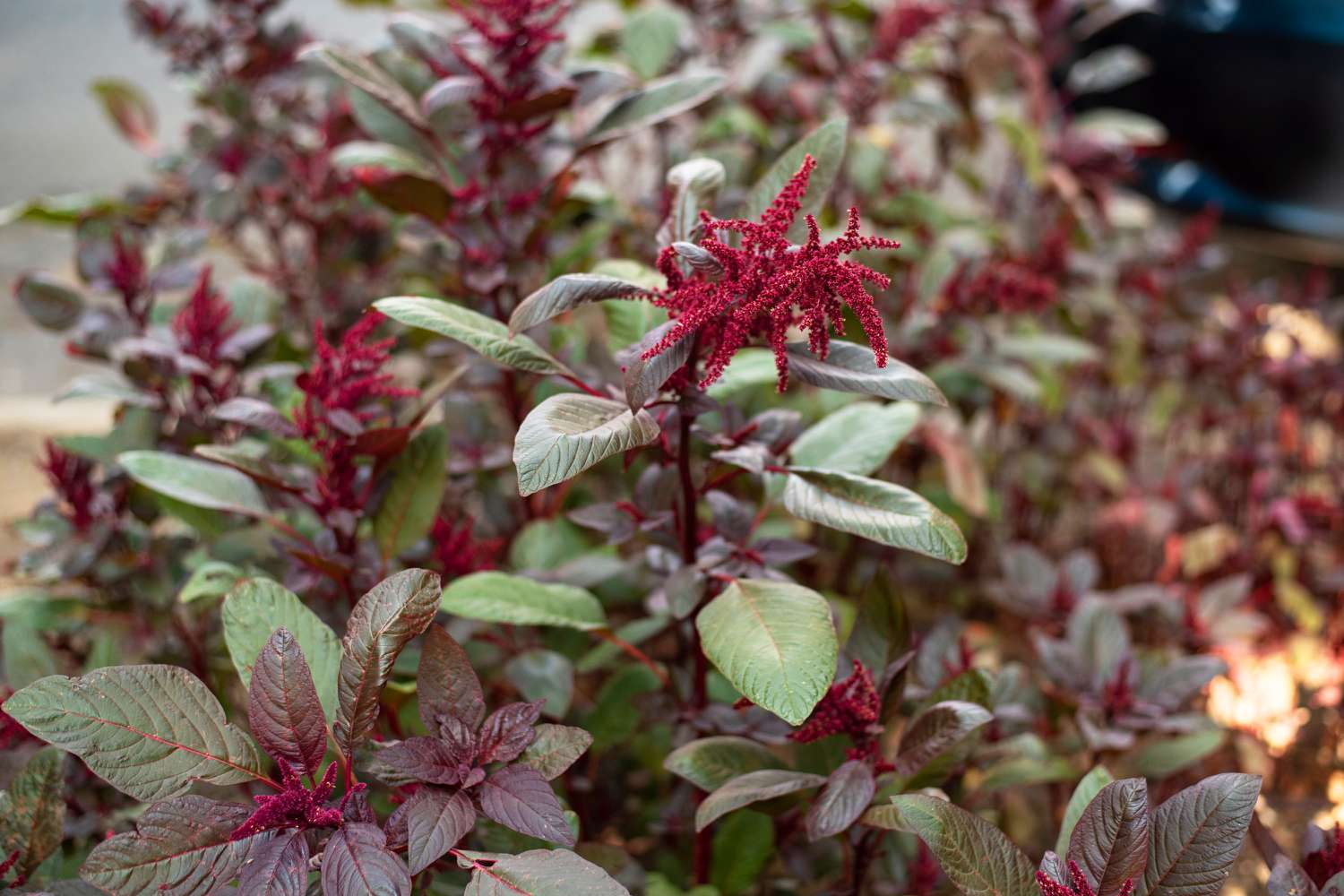 Amaranth-Pflanze mit hohen Stängeln und hellgrünen Blättern und weinroten Blütenquasten an den Enden