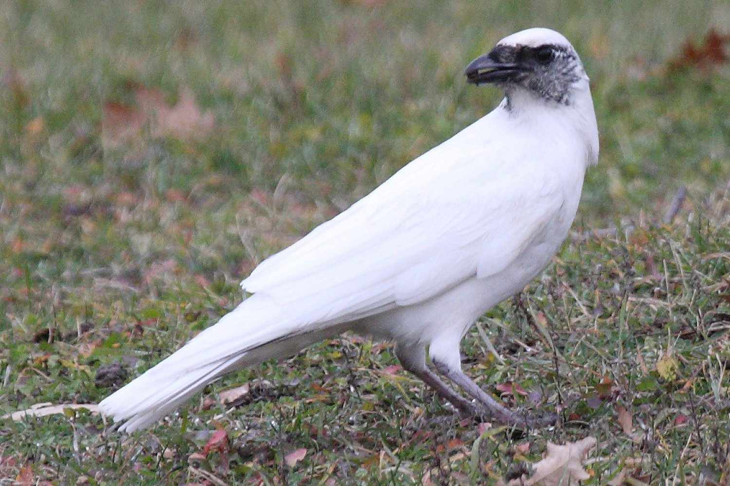 Was ist Leuzismus bei Vögeln? – Leuzistische Vögel