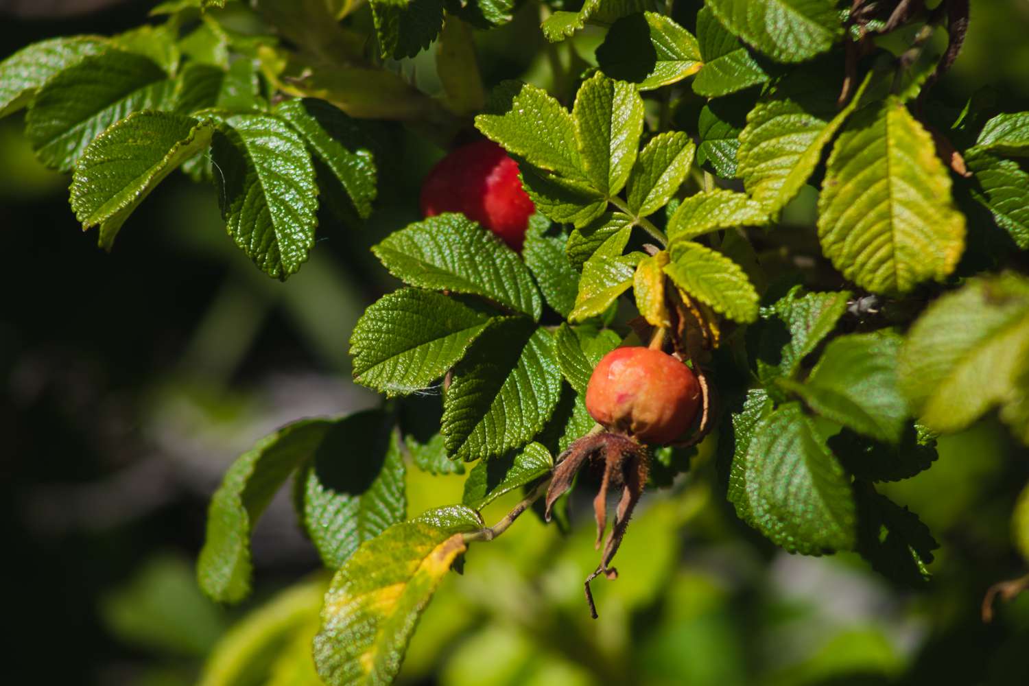 Dog rose rosehip with leaves closeup