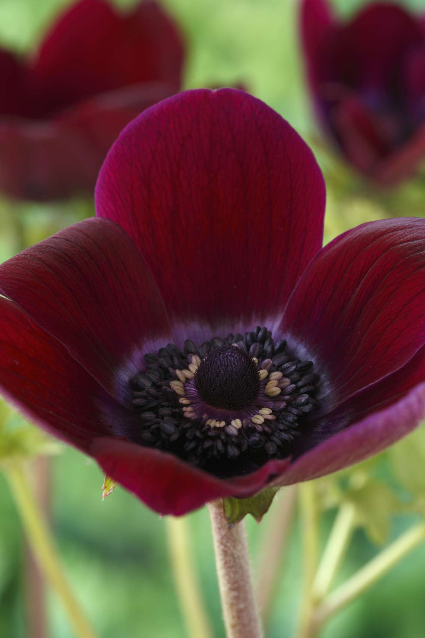 'Bordeaux'-Anemone mit burgunderroten Blütenblättern