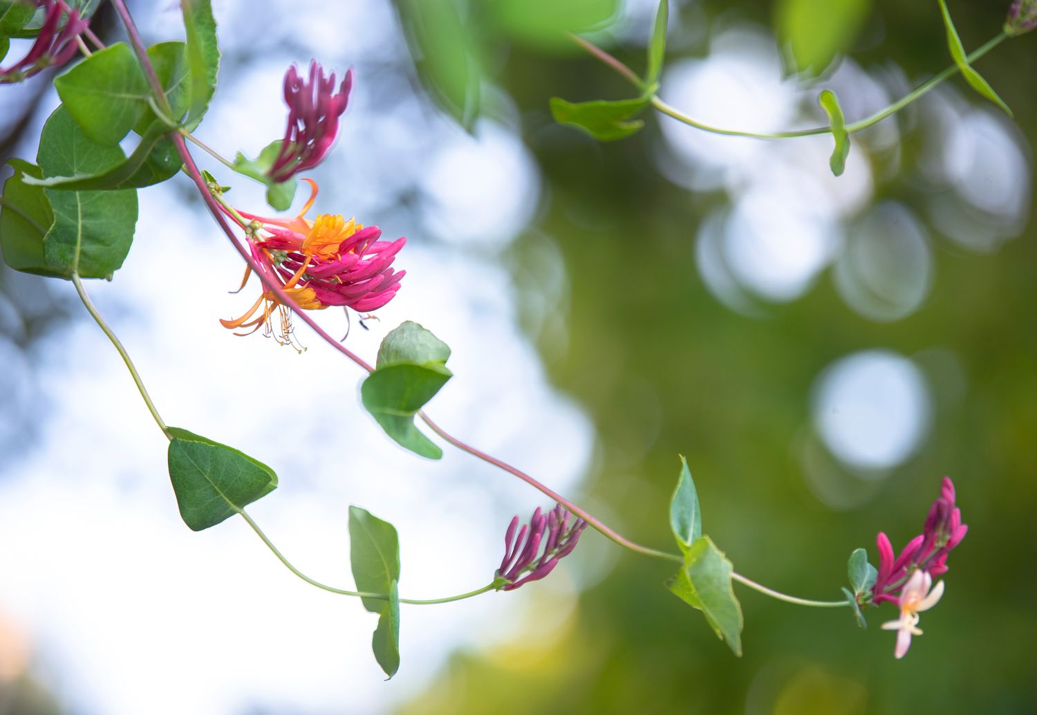 Common honeysuckle plant vine with tubular pink and orange flowers and leaves closeup