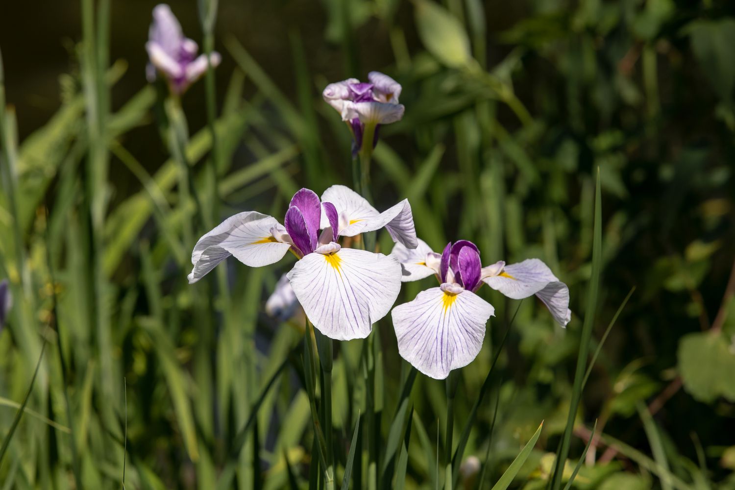 9 principais tipos de íris para o jardim de flores