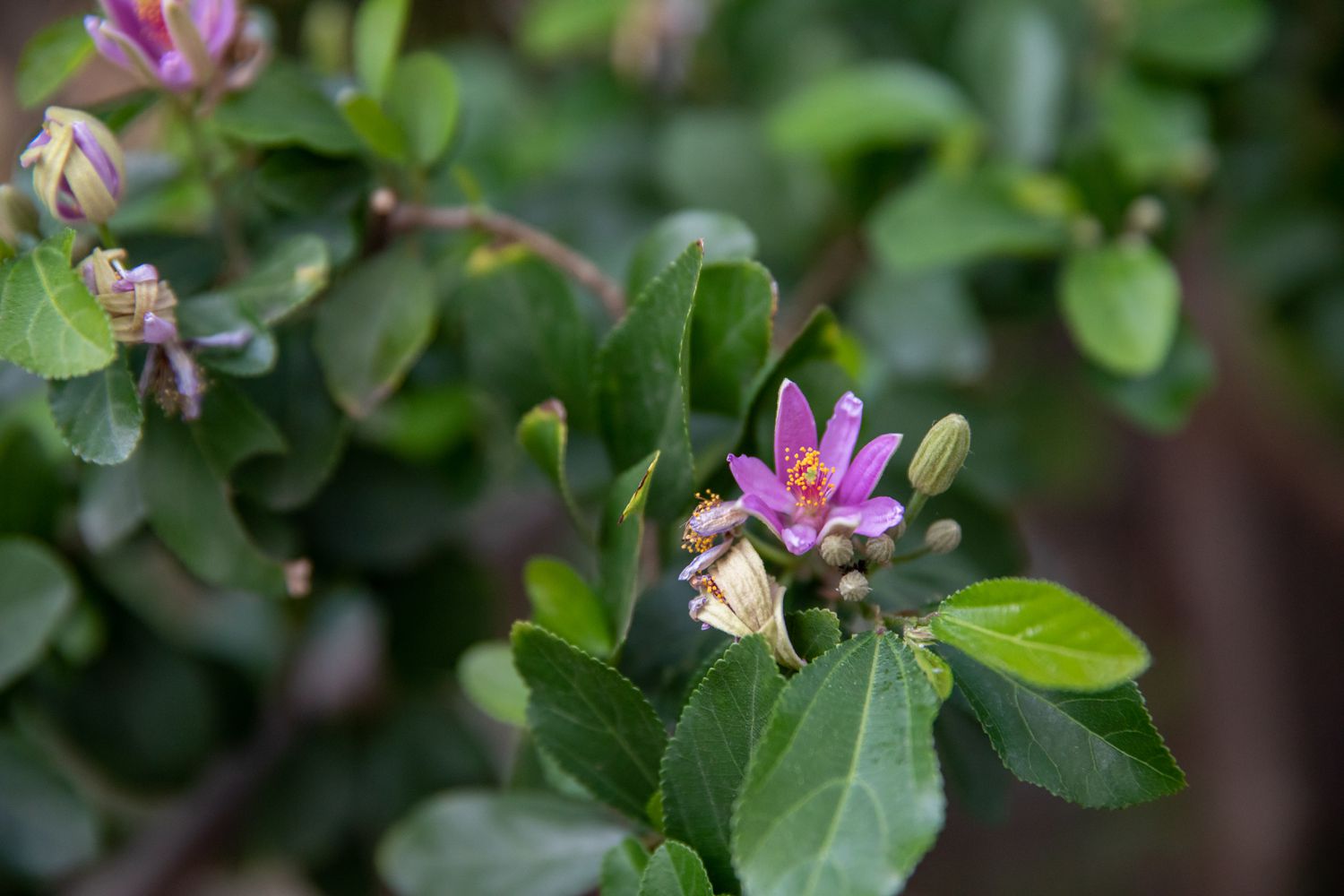 Lavendel-Sternblumenbaumzweig mit Knospen und Blättern, die die lila Blüte umgeben