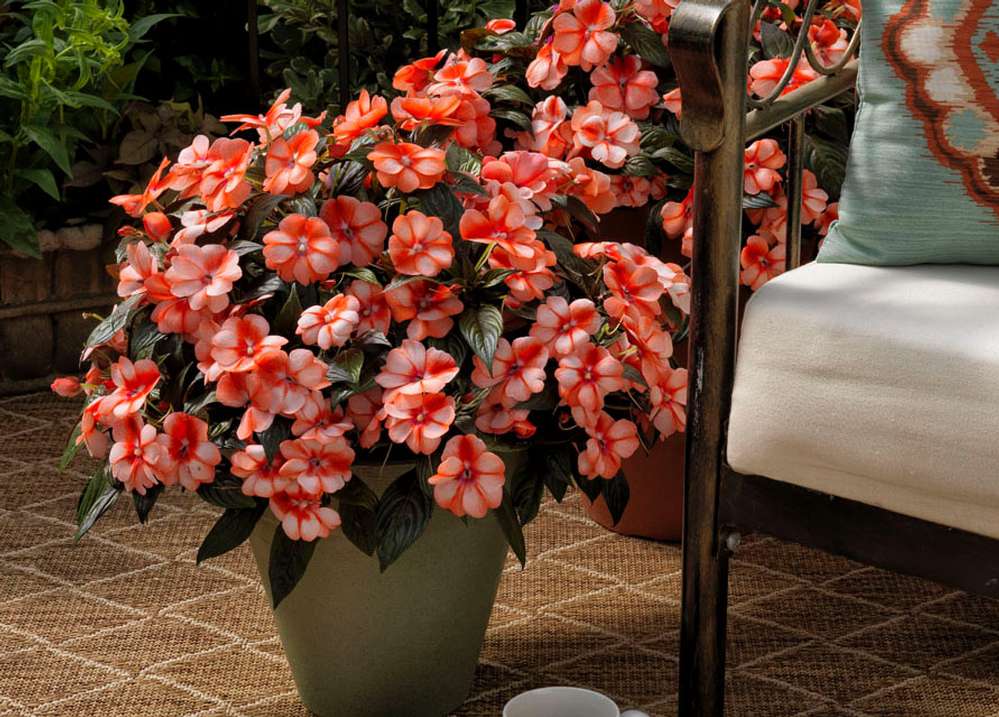 'Florific Sweet Orange' impatiens com pétalas bicolores