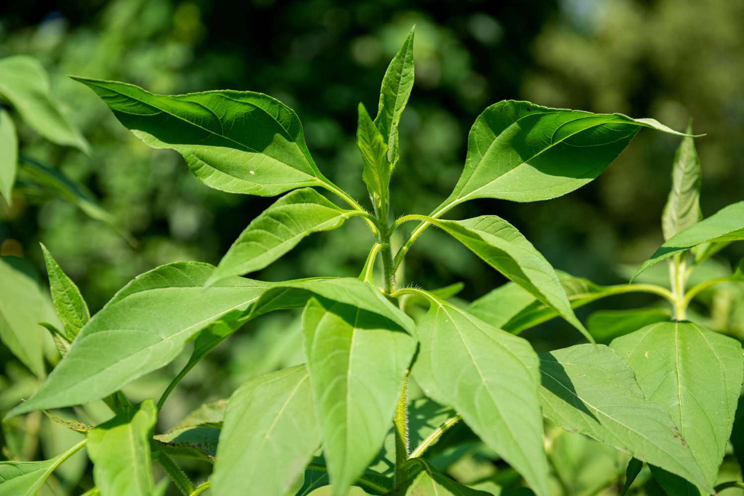 Plante de topinambour avec des feuilles vertes brillantes à la lumière du soleil