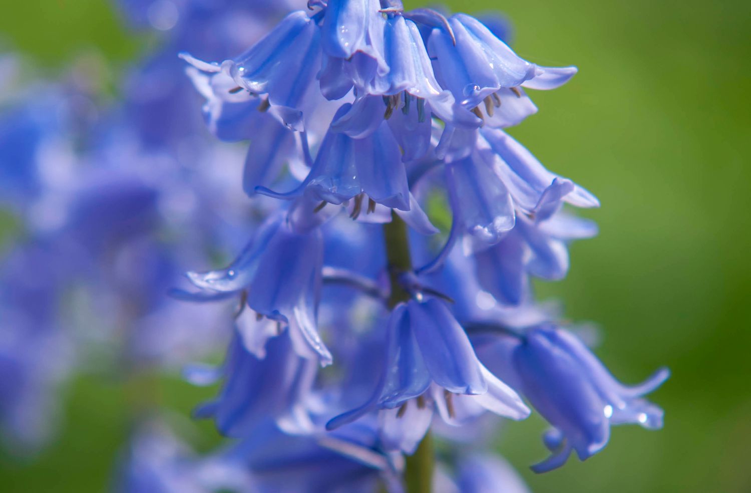 Spanish bluebell stem with blue flowers closeup