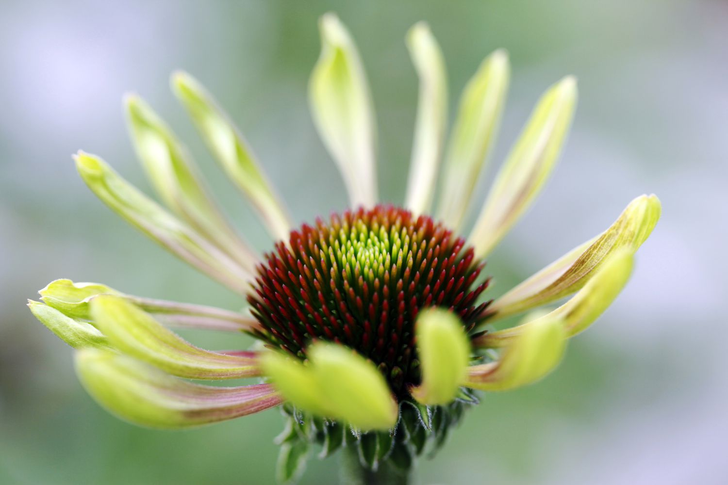 Echinacea purpurea 'Green Envy'