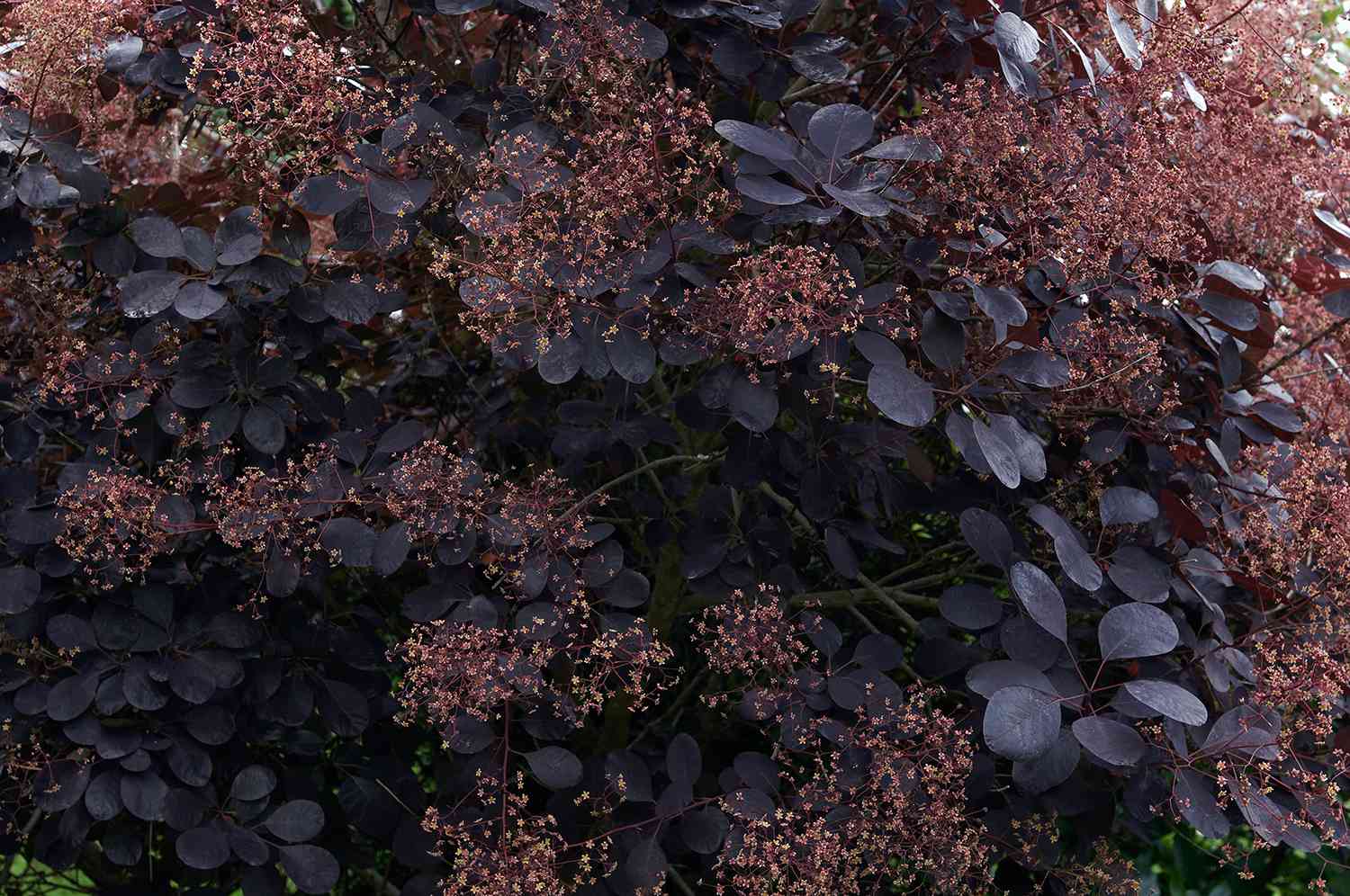 Arbusto de humo morado con flores rosa-púrpura y hojas moradas