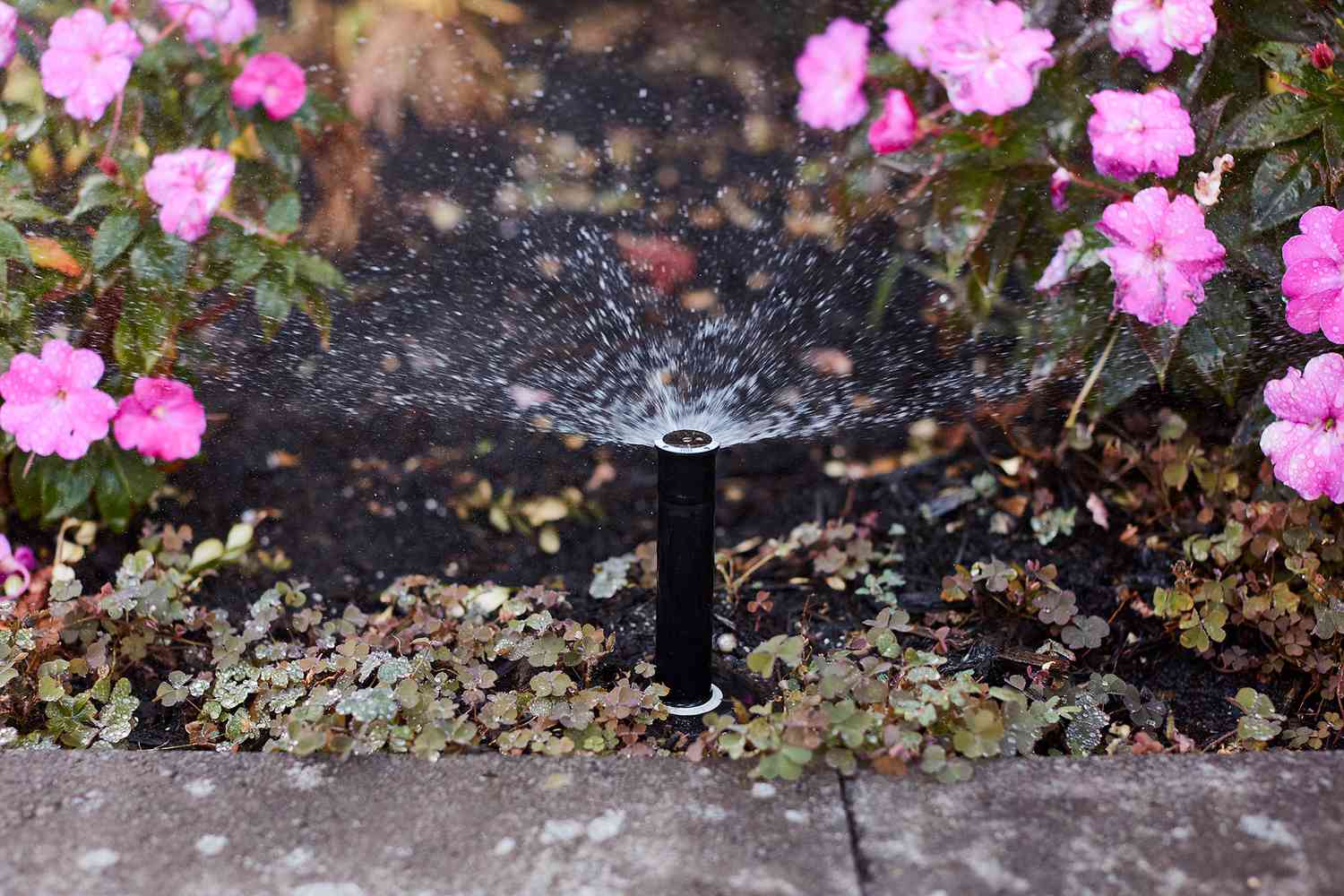 Sprinkleranlage sprüht Wasser über rosa Blumen in Großaufnahme