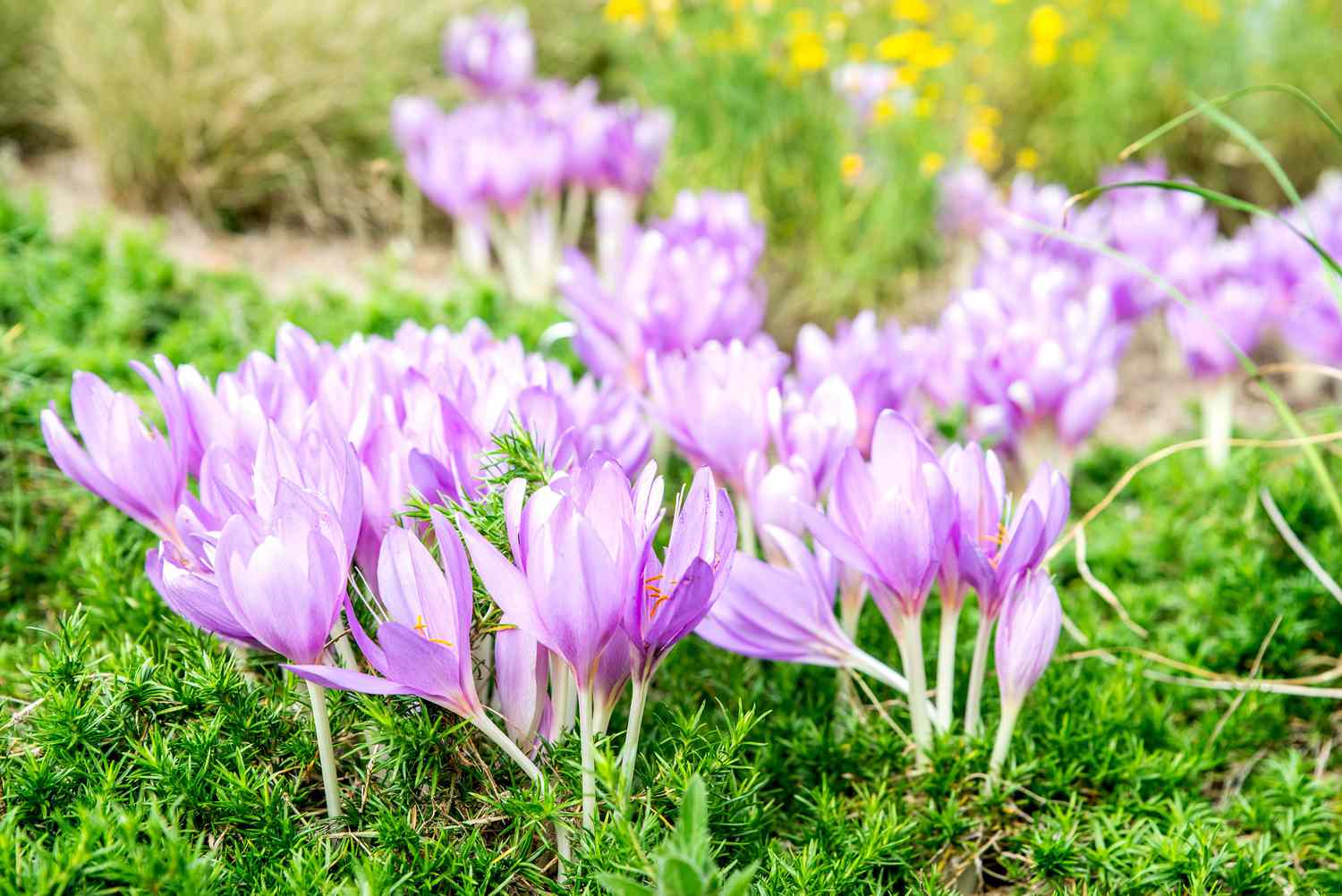 Die 30 besten Pflanzen mit lila Blüten für den Anbau im Freien