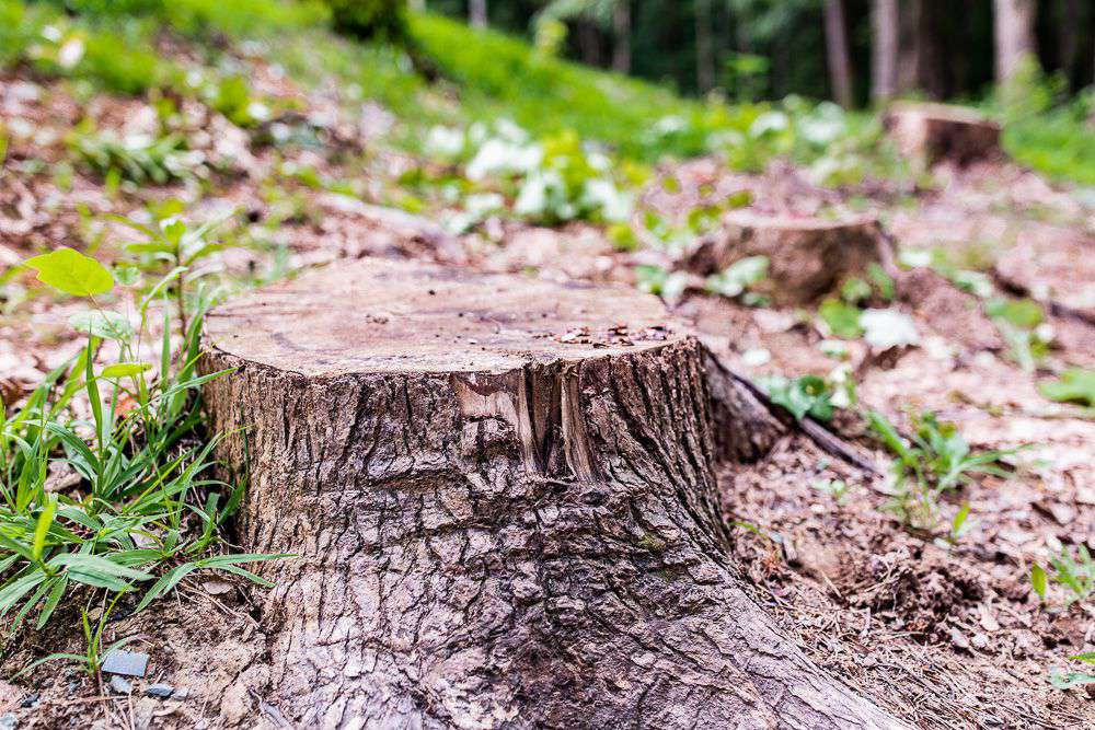 Neu entfernter Baum mit Stumpf im Boden