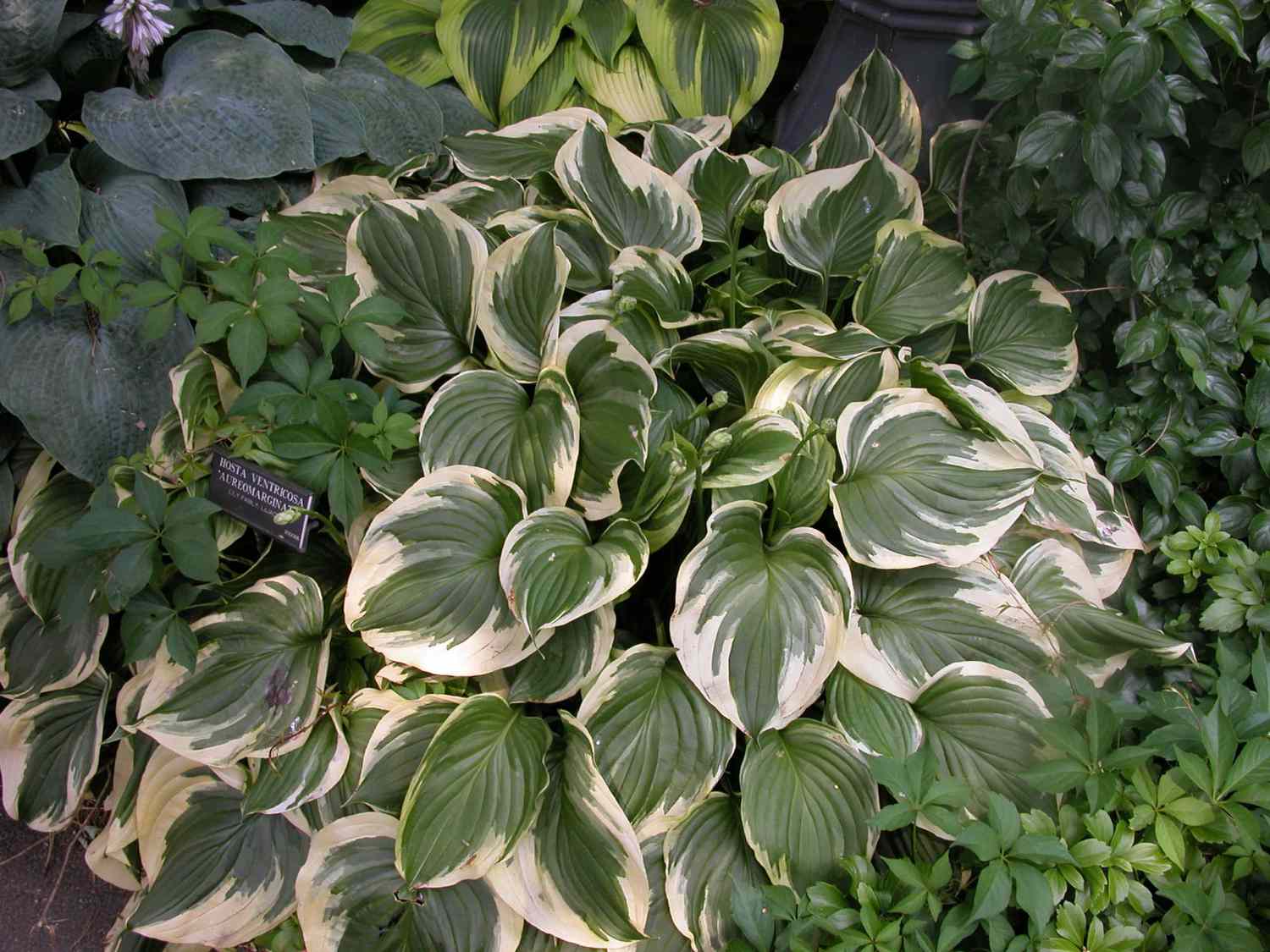 Hosta mit weißen und grünen Blättern