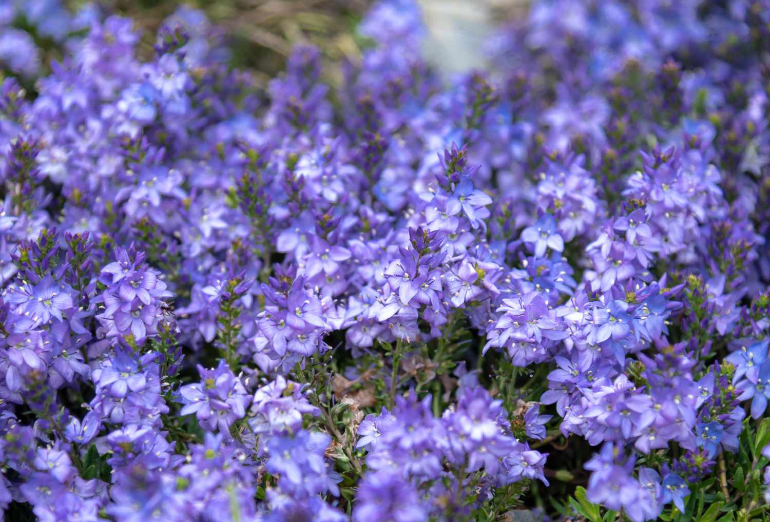 Veronica Bodendecker mit hellvioletten und blauen Blüten