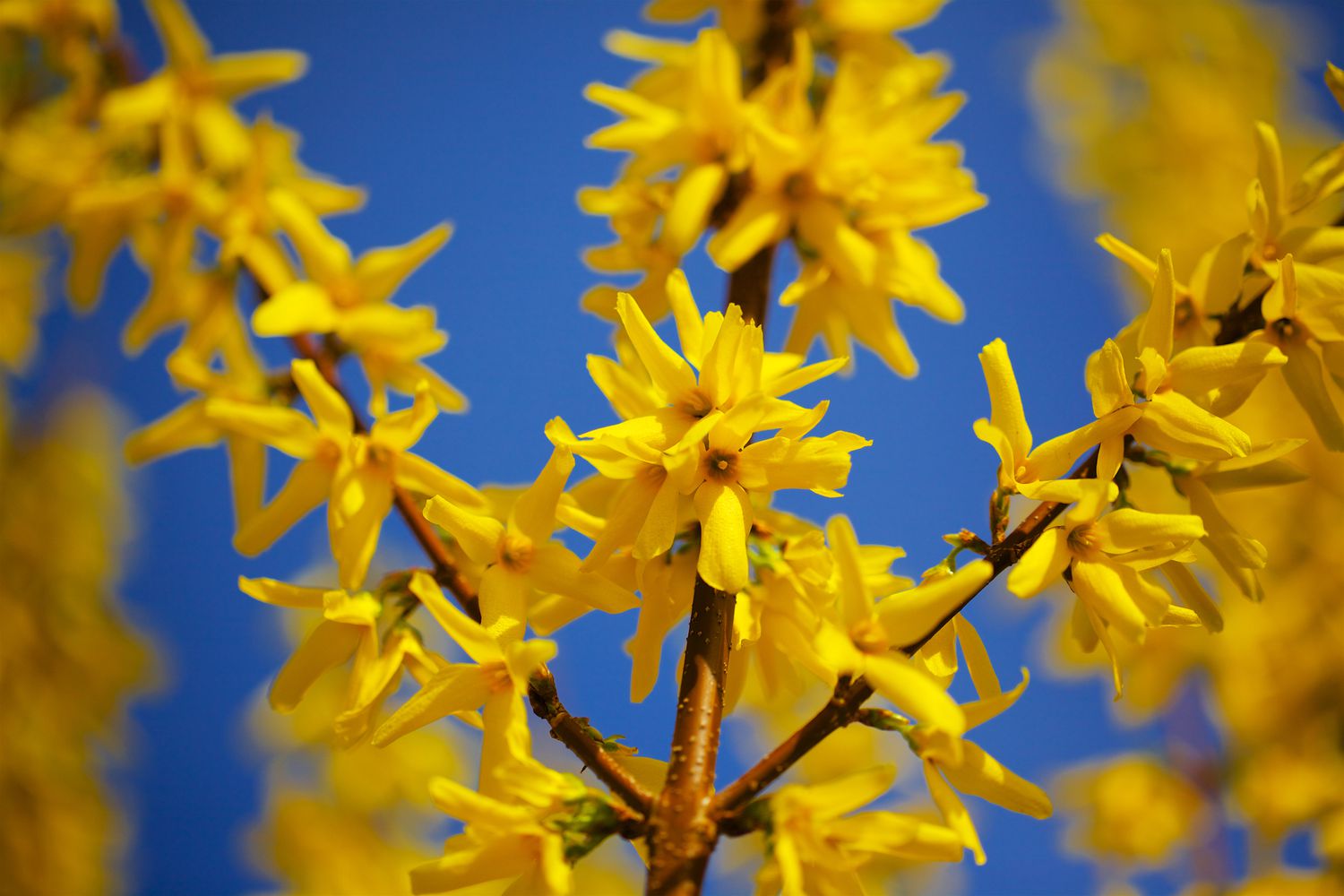 Forsythienblüten vor einem blauen Himmel.