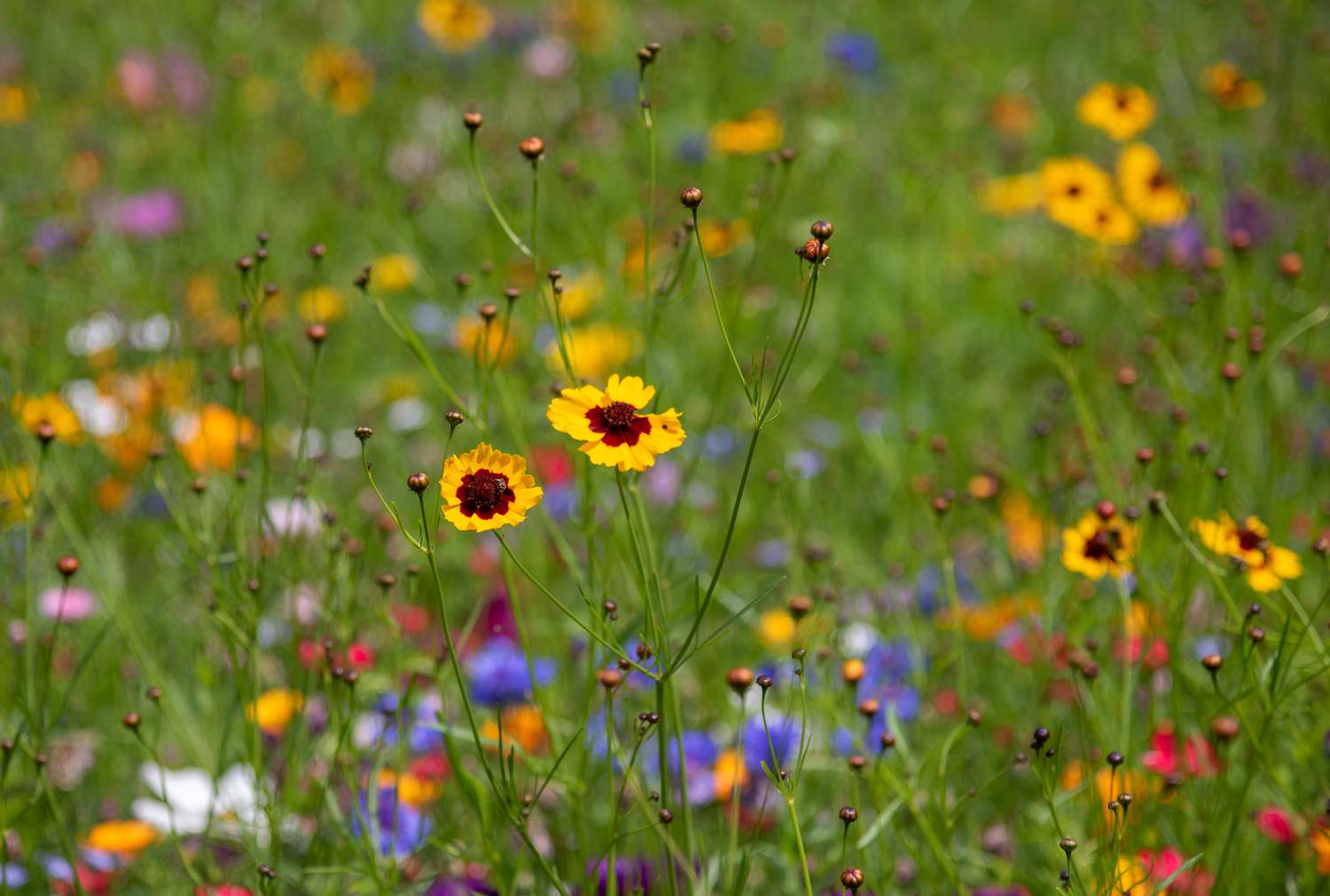 Flor silvestre coreopsis de las llanuras con pétalos amarillos y centros de color marrón rojizo