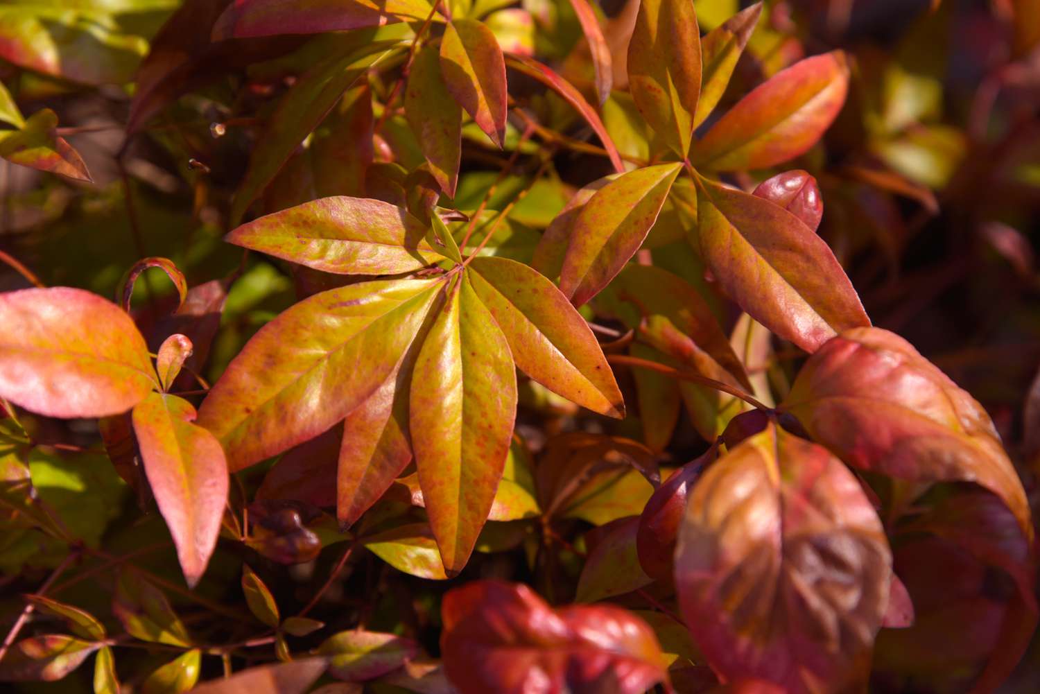 Feuerkraft-Nandina-Pflanze mit roten und gelben Blättern in Nahaufnahme