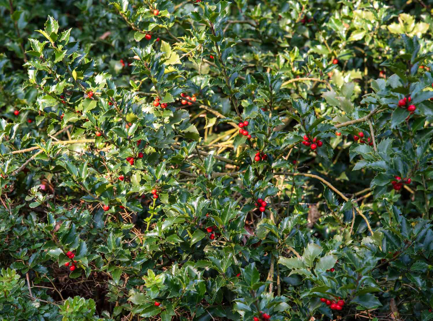 'Blue Princess' holly shrub with glossy leaved branches and bright red berries in partial sunlight