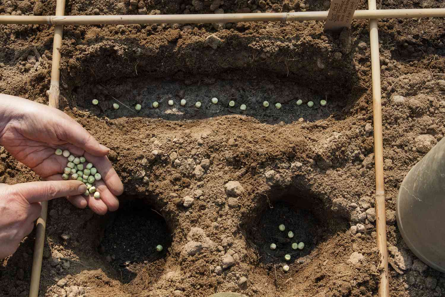 Semis de petits pois dans un potager,