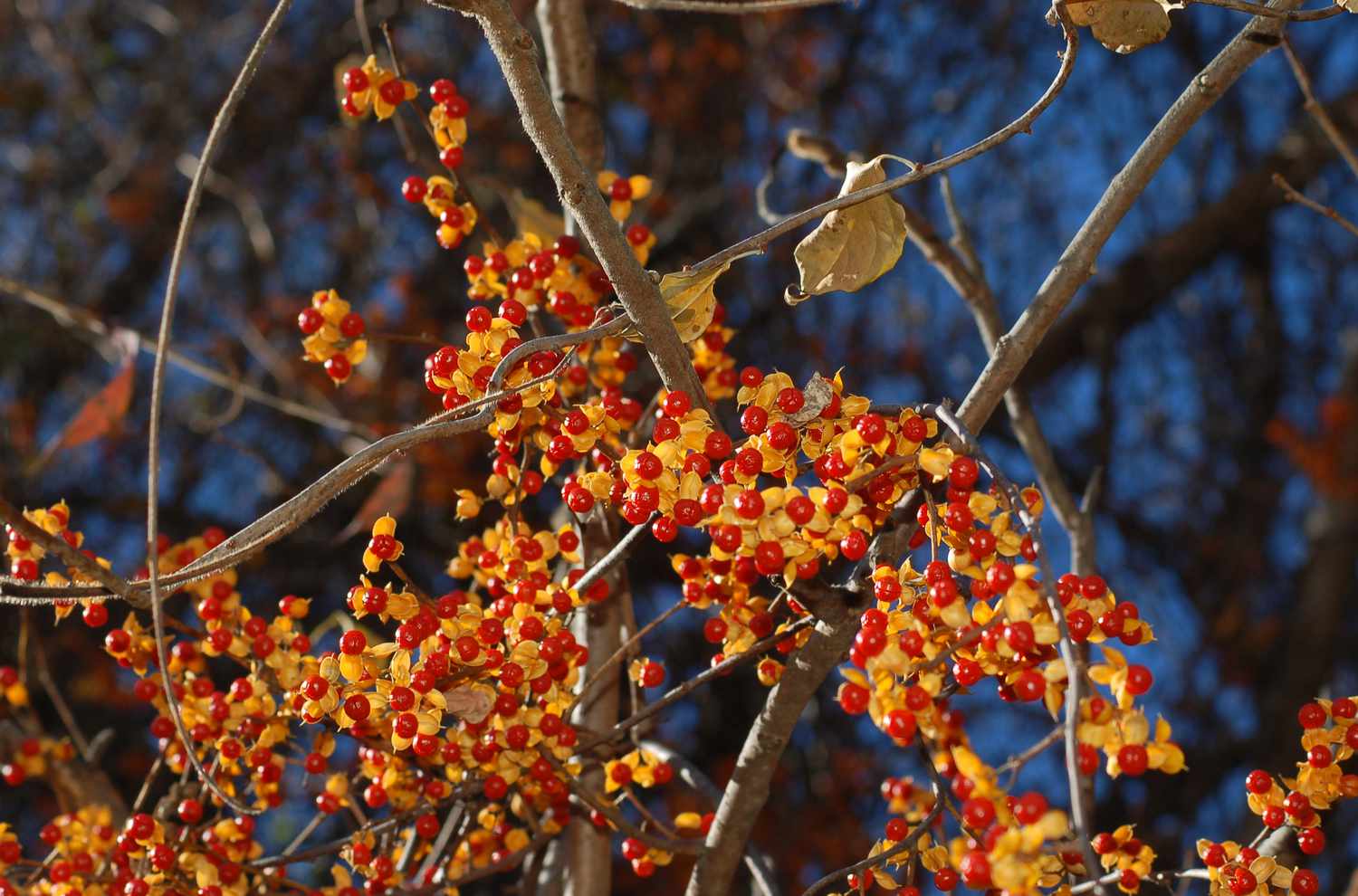 Herbstbeeren der bittersüßen Rebe