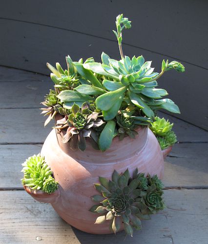 foto de jardinagem em contêiner de vaso de morango com plantas suculentas