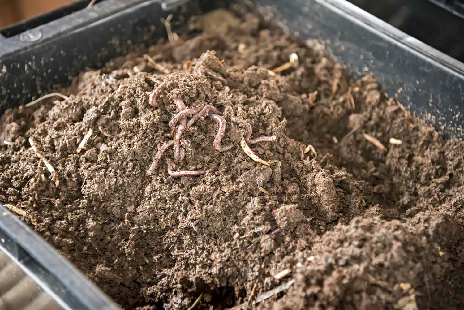 Nahaufnahme eines Behälters mit Erde und lebenden Würmern obenauf