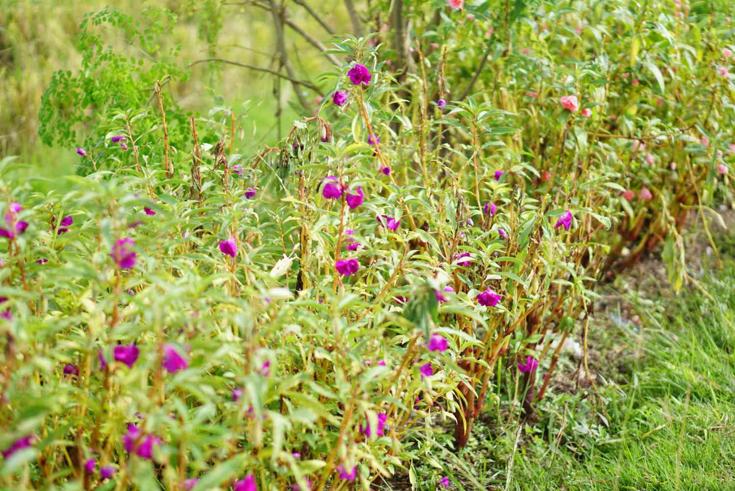 balsam flowers