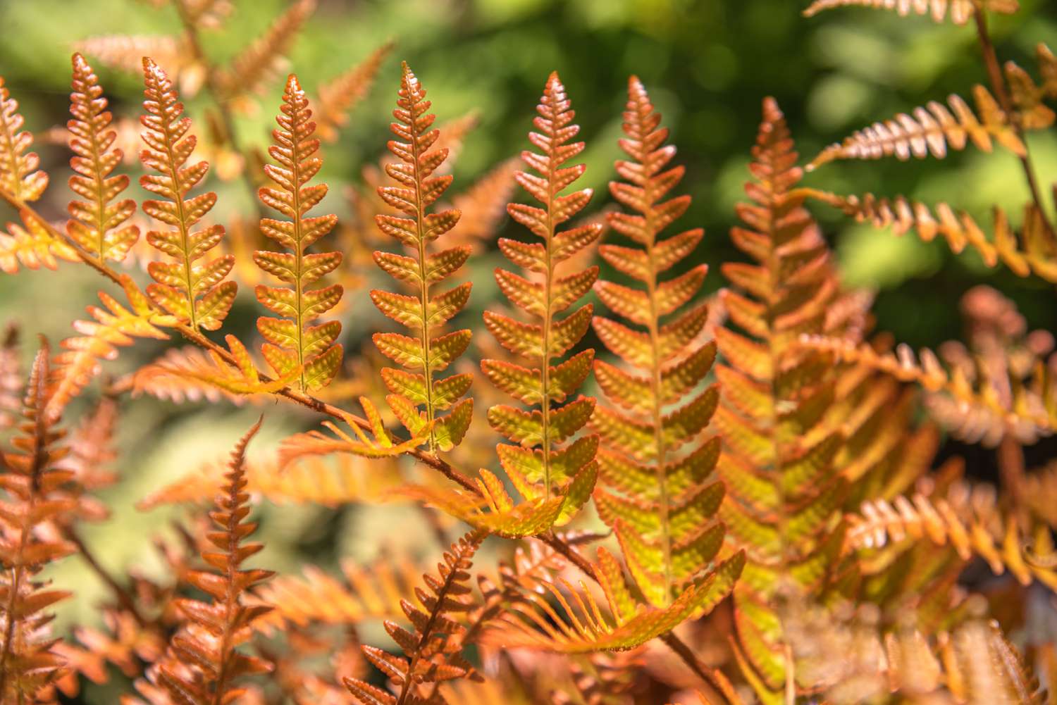 Samambaia de outono com pequenas frondes cor de cobre crescendo verticalmente a partir do caule