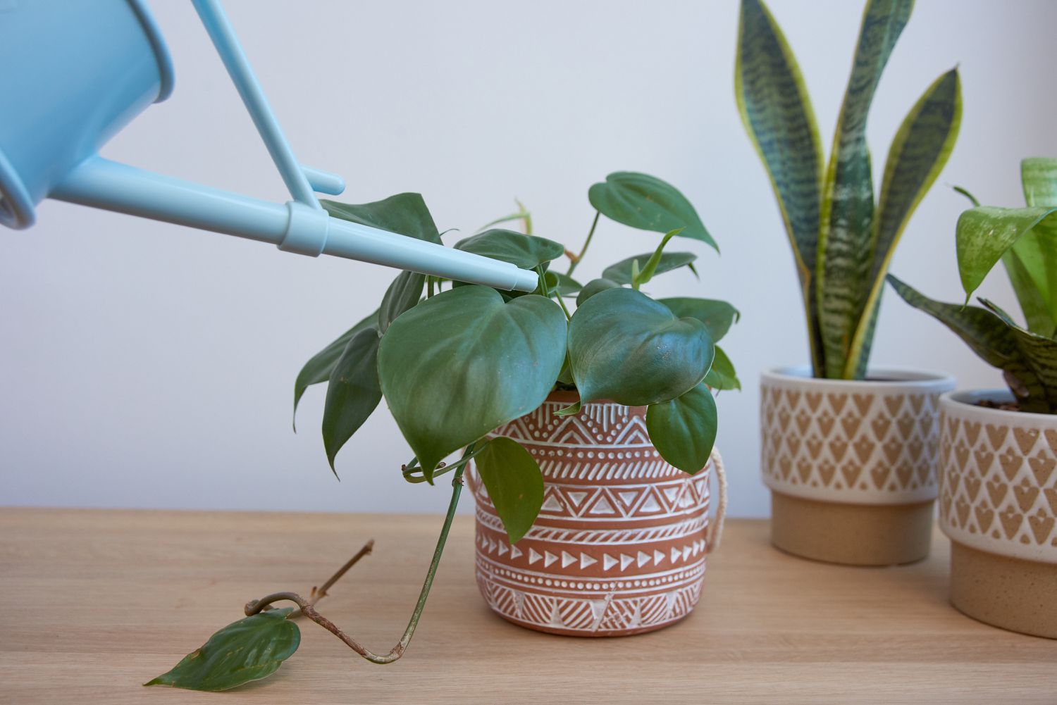 watering your houseplant