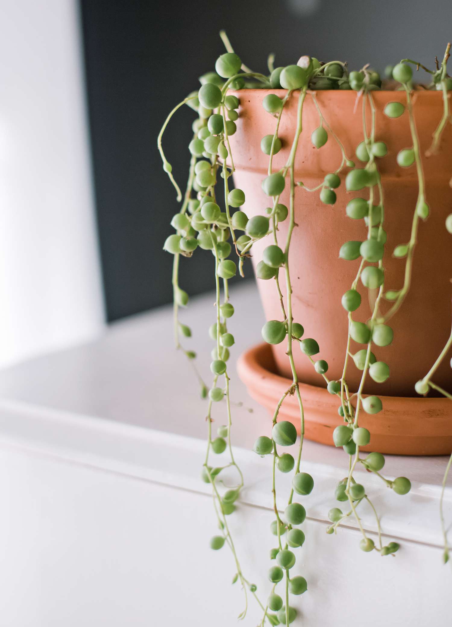 closeup of string of pearls