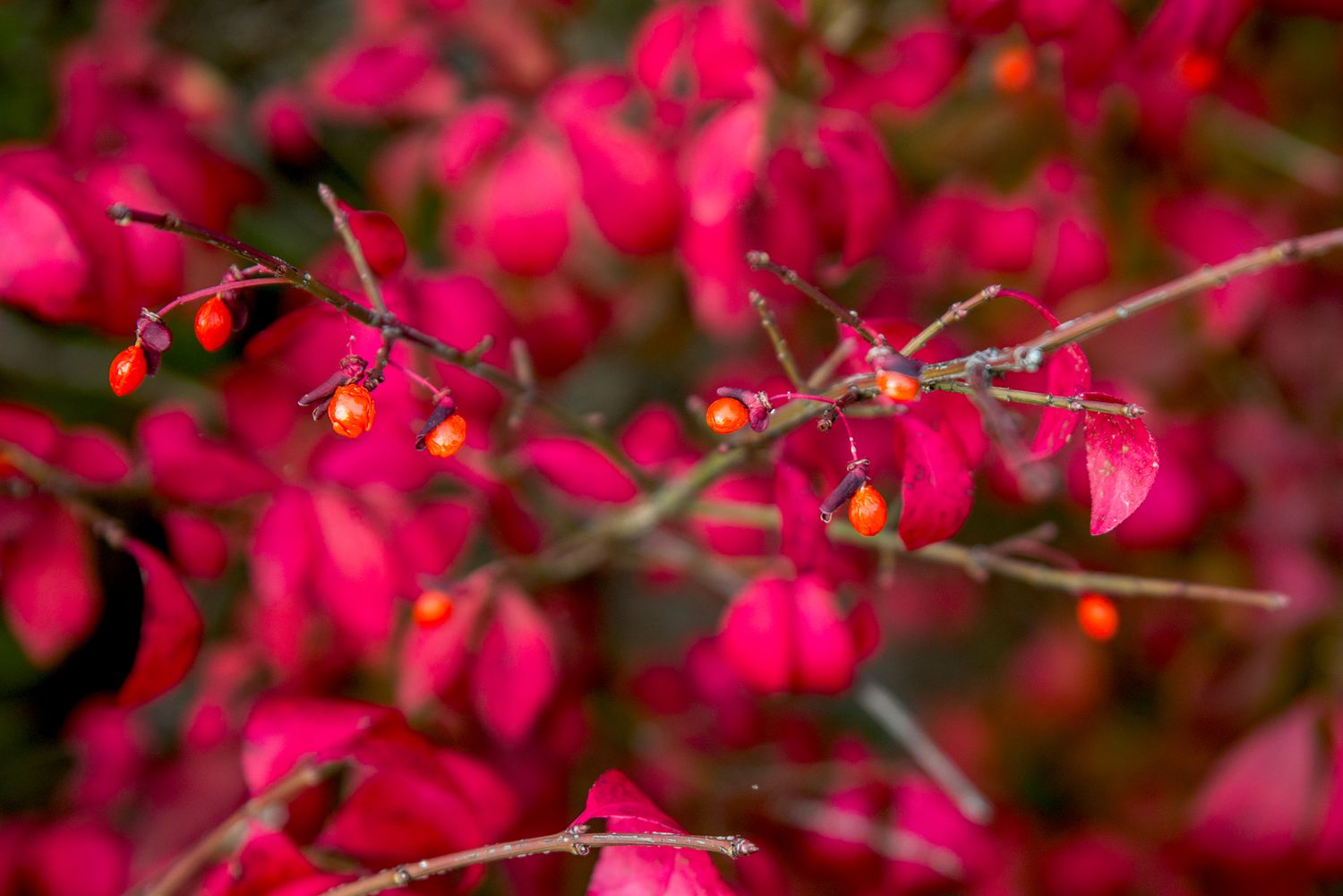 berries on a burning bush