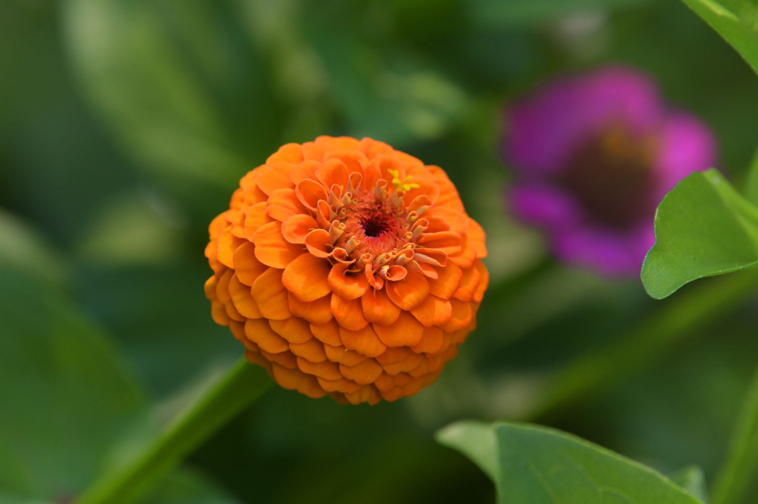 Zinnienpflanze mit orangefarbenen dahlienartigen Blütenblättern in Nahaufnahme