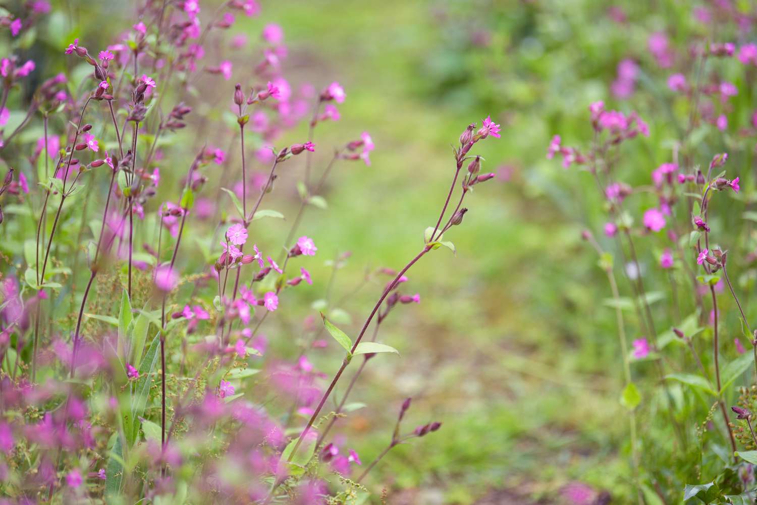 Rote Nelkenpflanze mit kleinen rosa Blüten und Knospen an dünnem dunkelrotem Stängel im Garten